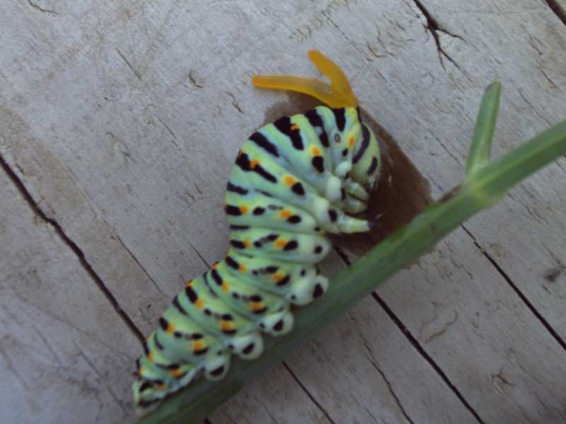 macaone - Papilio machaon